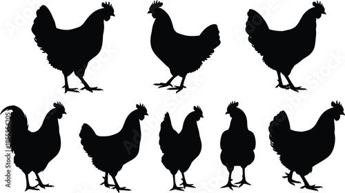 Set of Black Silhouettes of Chickens and Roosters in Various Poses poultry bird