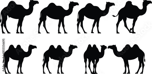 Silhouettes of camels standing and interacting on a white background Keywords: camel, camels, dromedary, bactrian, silhouette