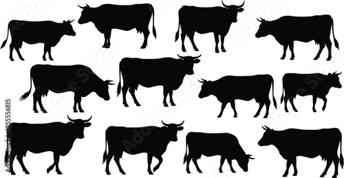 Silhouettes of Cows in Various Poses Standing and Grazing on White Background Keywords: cow, cattle, silhouette, animal