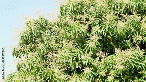 Mango flower clusters blooming on mango tree branches under natural sunlight. Concept of tropical agriculture, fruit cultivation, pollination stage, seasonal growth, farming, tfood production