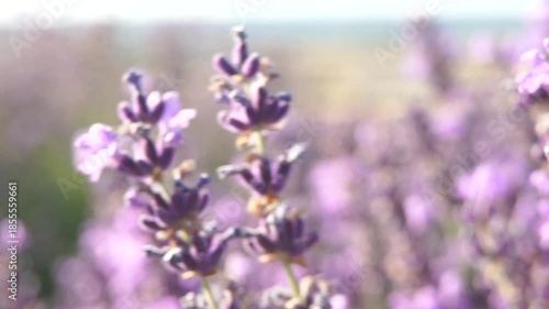 Lavender Flowers Field Bloom: Summer purple blossoms in field, showcasing beauty; serene nature scene.