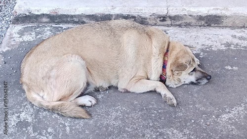 A fat dog sleeps on the stone floor.
