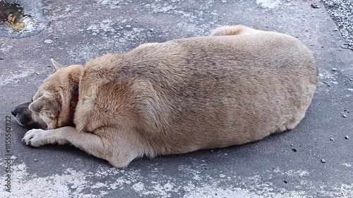 A fat dog sleeps on the stone floor.