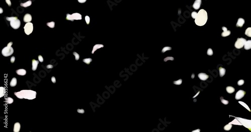 White flower petals sway in the wind. Isolated on black background. 4K 3D rendering loop animation.