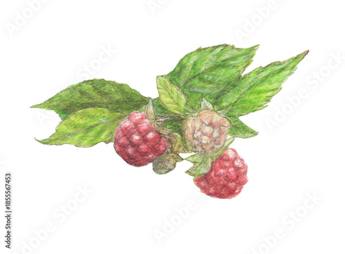葉付きのラズベリー　水彩色鉛筆イラスト
