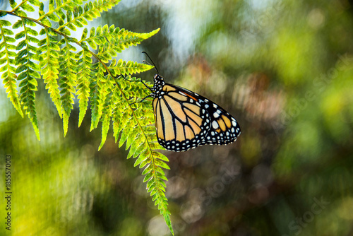 Monarch Butterfly Resting on Green Fern Leaf with Natural Bokeh Background