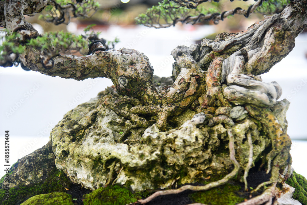 Fototapeta premium Bonsai tree in details and close up