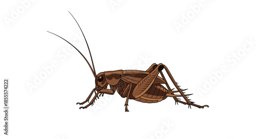 Detailed illustration of a brown cricket insect shown from a side profile view against a clean white background for study.