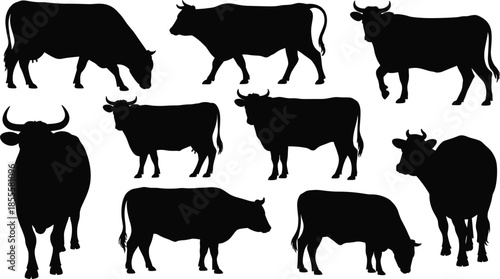 Collection of Black Cow Silhouettes in Various Poses on White Background cattle bovine