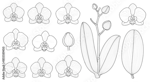Collection of orchid flower heads, buds, and leaves in black and white line art style for floral design and botanical illustration.