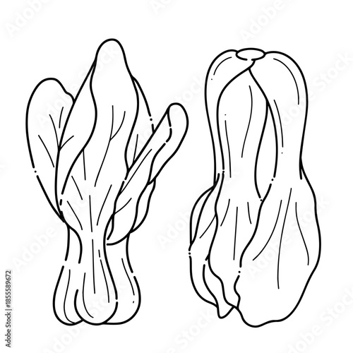 line art illustration of bok choy vegetables isolated on white background. Clean black and white outline style suitable for coloring pages, food packaging, cooking illustrations, menu design, organic 