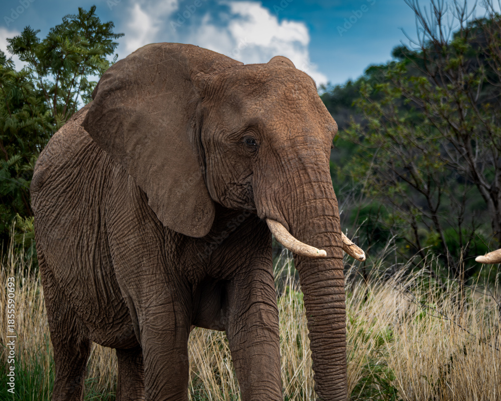 Obraz premium Close-up of two African elephants touching tusks in a grassy savannah setting. Captured in a moment of social interaction, this wildlife image showcases the strength and connection between these
