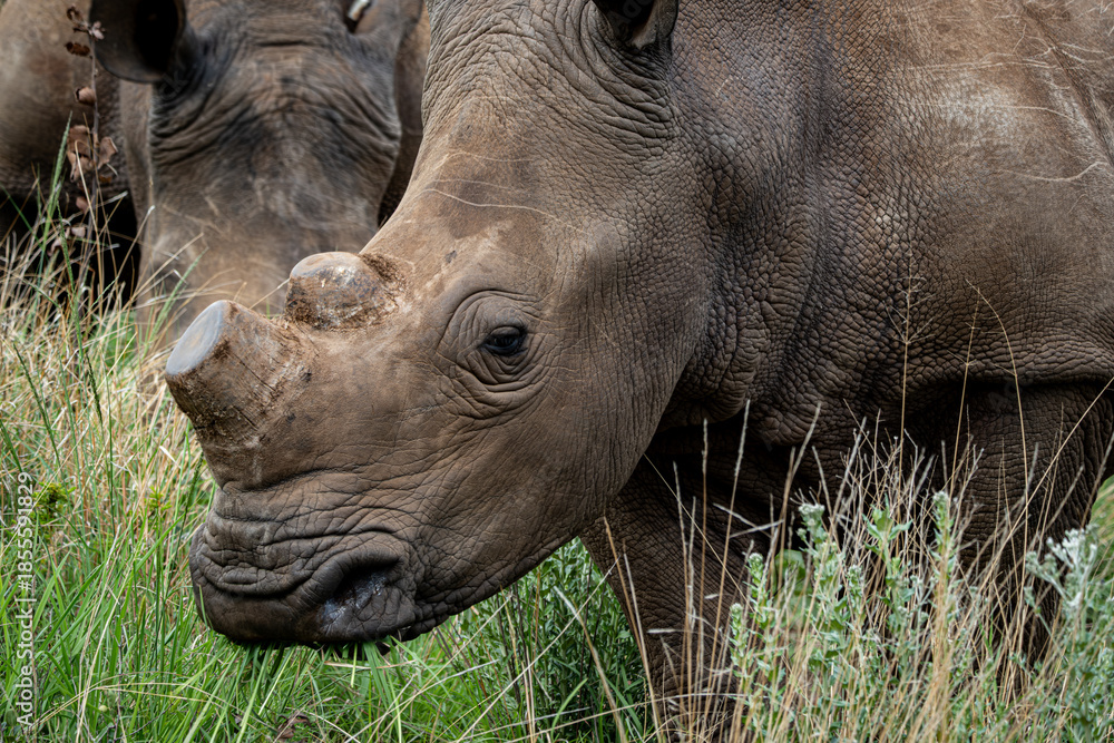 Fototapeta premium Detailed view of a white rhinoceros standing in tall grass with another rhino in the background. This powerful wildlife image captures the texture and presence of the endangered species in its native
