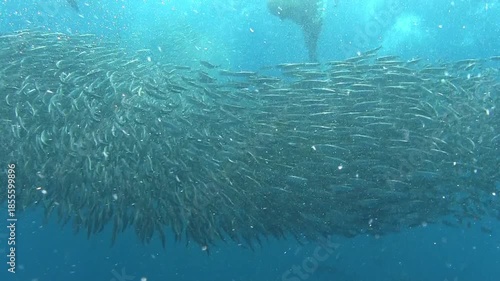 Bait ball attacked by sealions, frigate birds and skip jack