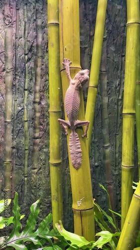 Henkel's leaf-tailed gecko clings to a bamboo branch; its leaf-like tail and patterned skin make it a remarkable nocturnal reptile, demonstrating natural adaptation, camouflage, and the biodiversity o