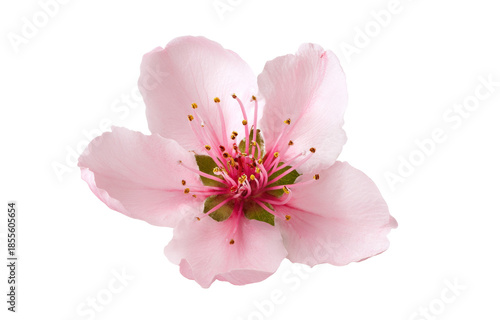 pink almond blossom isolated on white background