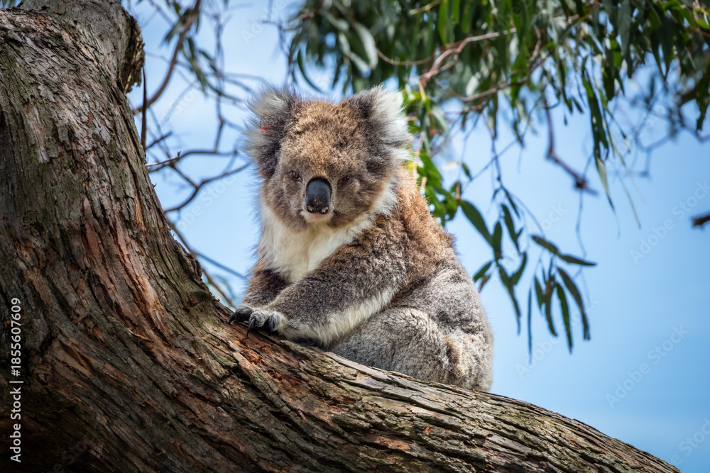 Fototapeta premium Koala