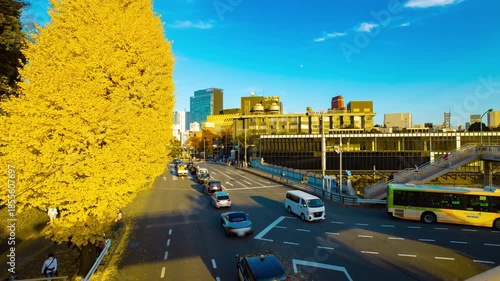 A timelapse of traffic jam at the yellow gingko street in autumn wide shot zoom