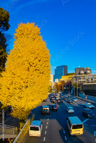 A photography of traffic jam at the yellow gingko street in autumn wide shot