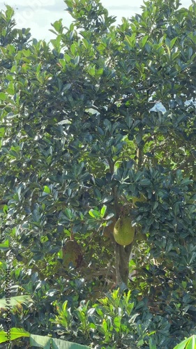 Multiple jackfruit fruits cling to a sturdy tropical trunk, surrounded by dense leaves as sunlight reveals natural textures and abundant growth. Jackfruit plantation, tropical abundance.