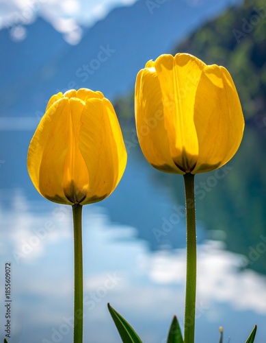 Two vibrant yellow tulips stand tall against a blurred blue sky and water background, showcasing natures beauty.