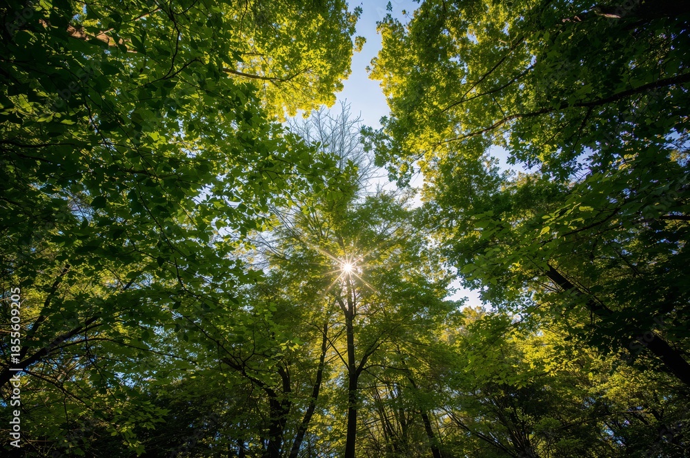 Obraz premium Sunlight filtering through green forest canop