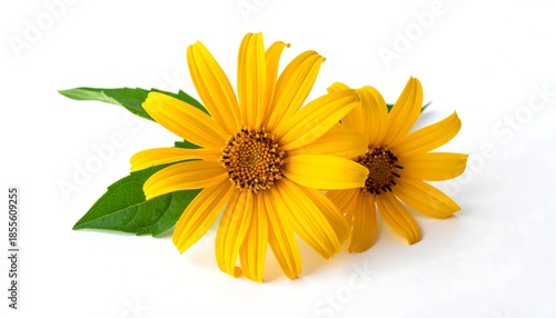 Two vibrant yellow flowers with green leaves on white background.