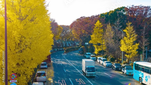 A timelapse of traffic jam at the yellow gingko street in autumn wide shot zoom