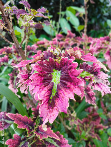 Vibrant purple and pink Coleus scutellarioides leaves with serrated edges growing in a dense, lush tropical garden cluster.