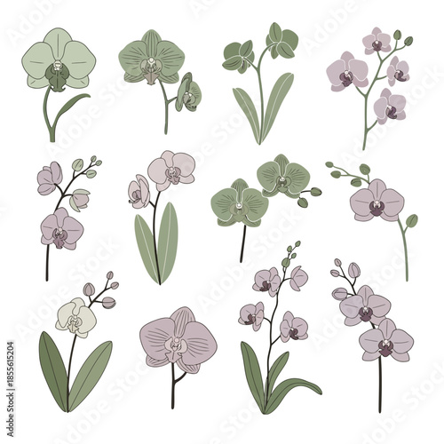 Collection of various orchid flowers.