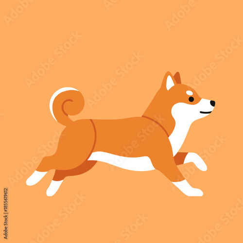 Happy shiba inu dog running fast on orange background, pet activity and domestic animal care concept for canine lovers and veterinary service
