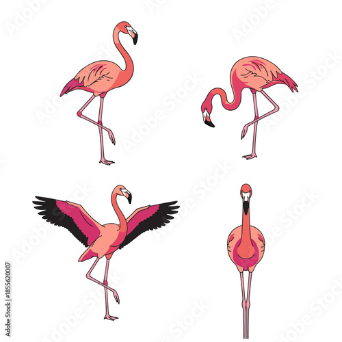 Elegant Pink Flamingo Poses Collection in Various Standing and Flying Positions, Tropical Exotic Bird Illustration for Summer Design