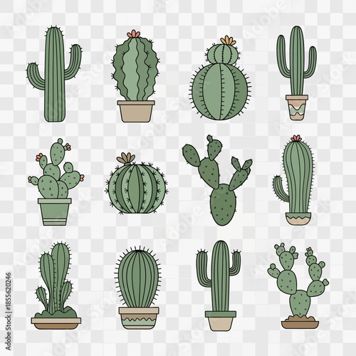 Collection of various cactus plants 2.