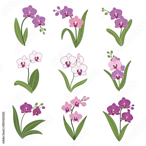 Collection of Various Colorful Orchid Flowers.