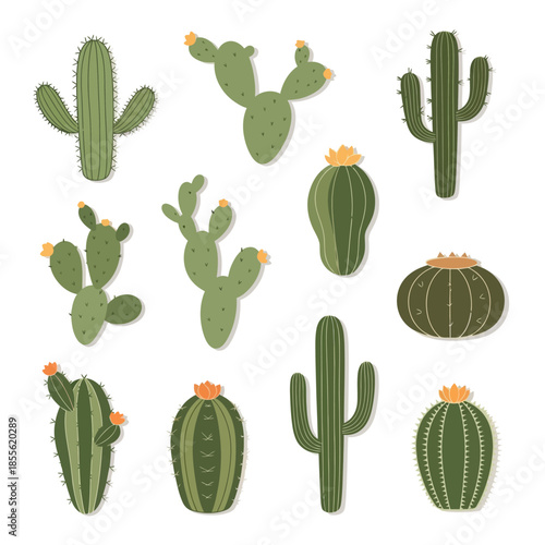 Collection of various cactus plants.