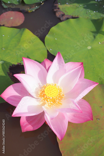 Beautiful Pink Lotus Flower Blooming in Pond