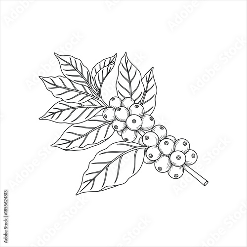 Detailed illustration of a coffee plant branch with cherries and leaves