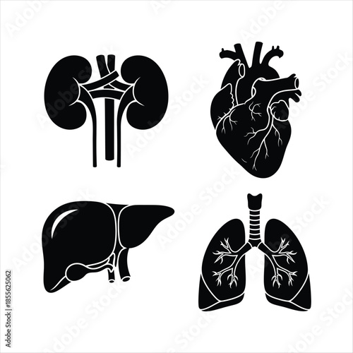 Detailed illustration of human organs kidneys heart liver lungs and anatomy