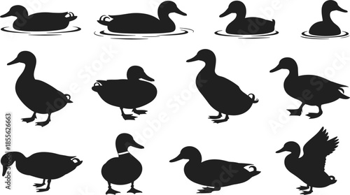 Black Duck Silhouette Vector Collection Featuring Various Swimming Standing and Flying Waterfowl for Wildlife Graphics