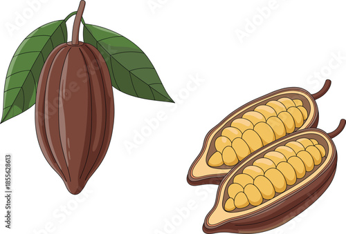 Cocoa Pods and Beans Illustration on White Background cacao fruit