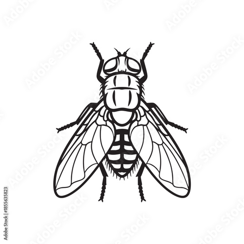 Detailed illustration of a fly with transparent wings and body markings