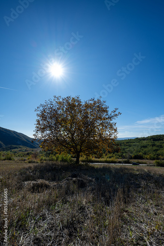 A solitary tree stands in an open field under a bright sunburst in a clear blue sky. Rolling green hills and distant mountains form a peaceful rural landscape, suggesting late summer or early autumn.