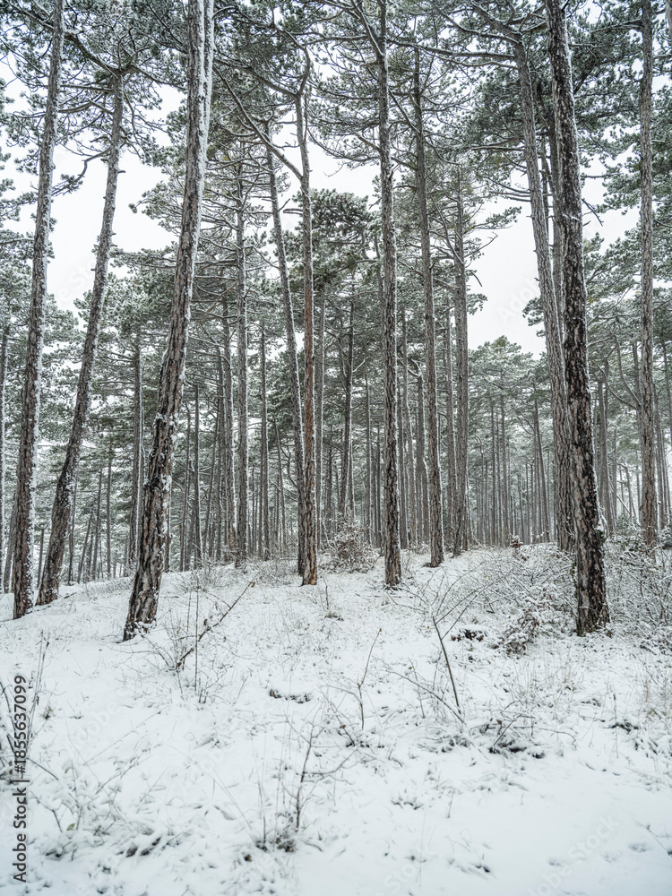 Fototapeta premium winter forest, white forest flor covered with snow