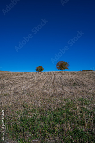 Minimalist rural landscape with two trees standing on the horizon of a harvested field under a deep blue, cloudless sky. Strong horizontal lines and wide copy space create a calm, open atmosphere.