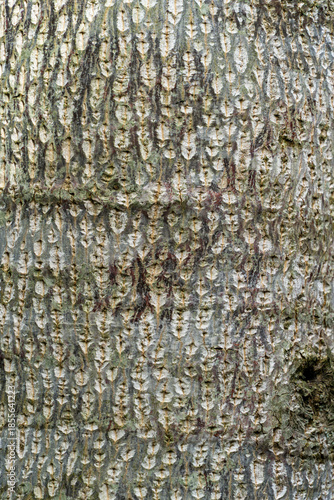 Beautiful texture of gray Tulip tree (Liriodendron tulipifera) bark. Close-up of the interesting bark. Fresh wallpaper and nature background concept