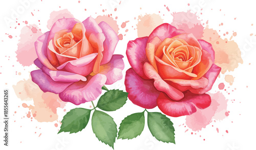 Beautiful pink and orange roses with green leaves on white background