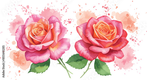 Two pink roses with green leaves on white background