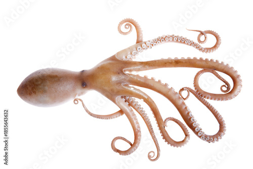 Octopus on a white background