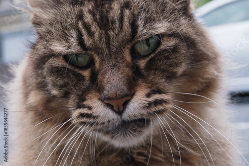 剣呑な表情のトラ猫