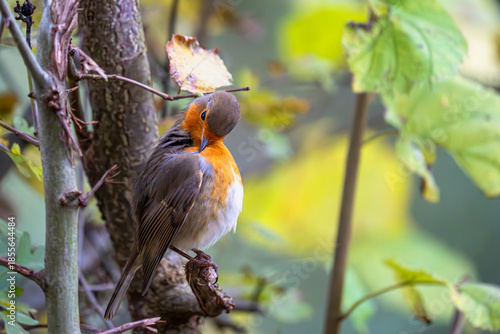 Ein Rotkehlchen lehnt den Kopf zur Seite, als würde es einem stillen Gedanken lauschen.
Das Orange seiner Brust glüht warm gegen das gedämpfte Grün des Winters, ein kleiner Farbakzent im ruhigen Wald.
